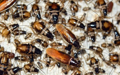 Diferencias en el control de plagas de cucarachas alemanas y cucarachas de banda marrón